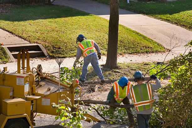 Mckinley, PA Tree Removal and Landscaping Services Company